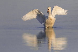 Höckerschwan Höckerschwan