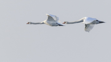 Höckerschwan Höckerschwan