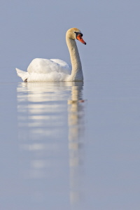 Höckerschwan