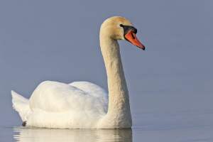 Höckerschwan