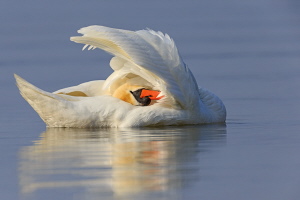 Höckerschwan