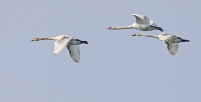 Höckerschwan Höckerschwan