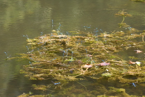 Hufeisen Azurjungfer