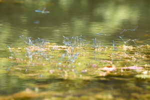 Hufeisen Azurjungfer Hufeisen Azurjungfer
