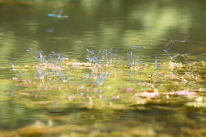 Hufeisen Azurjungfer