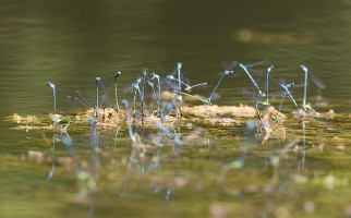 Hufeisen Azurjungfer Hufeisen Azurjungfer