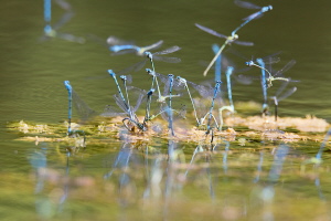 Hufeisen Azurjungfer