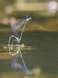 Hufeisen Azurjungfer Hufeisen Azurjungfer