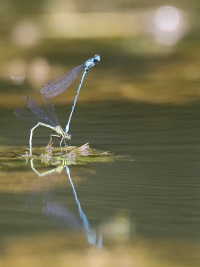 Hufeisen Azurjungfer