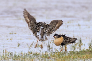 Kampfläufer Kampfläufer