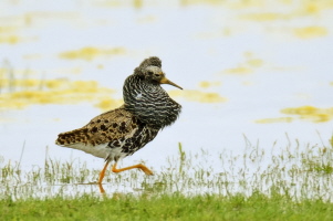 Kampfläufer Kampfläufer