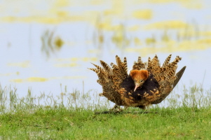 Kampfläufer Kampfläufer