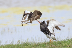 Kampfläufer Kampfläufer