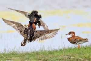 Kampfläufer Kampfläufer