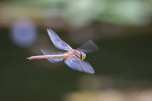 Keilflecklibelle Keilflecklibelle