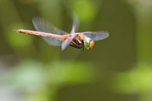 Keilflecklibelle Keilflecklibelle