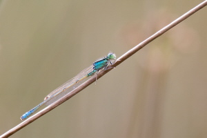 Kleine Pechlibelle