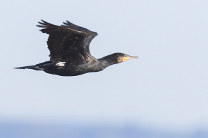 Kormoran Kormoran