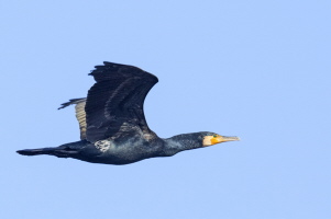 Kormoran Kormoran