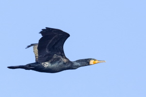 Kormoran