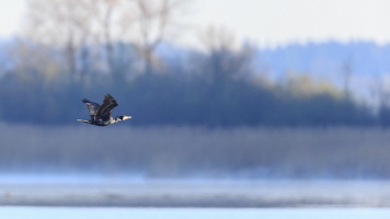 Kormoran Kormoran
