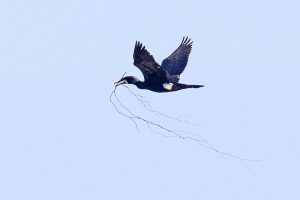 Kormoran Kormoran