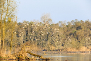 Kormoran Kormoran