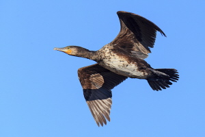 Kormoran Kormoran