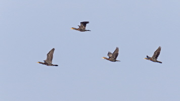 Kormoran Kormoran