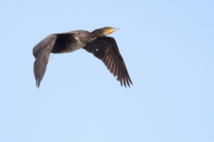 Kormoran