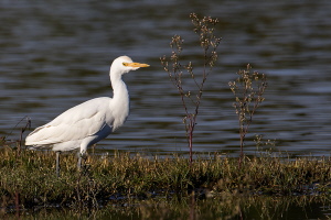 Kuhreiher