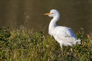 Kuhreiher