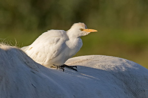 Kuhreiher Kuhreiher