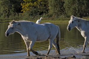 Kuhreiher Kuhreiher