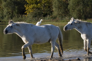 Kuhreiher Kuhreiher
