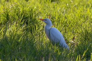 Kuhreiher Kuhreiher