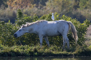 Kuhreiher