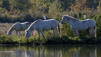 Kuhreiher Kuhreiher
