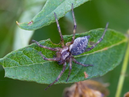 Labyrinthspinne