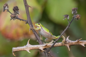 Laubfrosch Laubfrosch