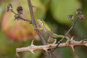 Laubfrosch Laubfrosch