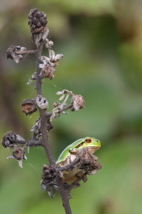 Laubfrosch Laubfrosch