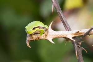 Laubfrosch Laubfrosch