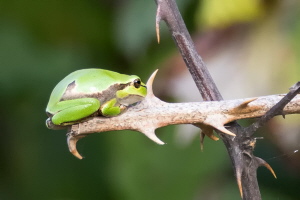 Laubfrosch Laubfrosch