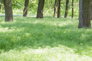 Laubwald Laubwald