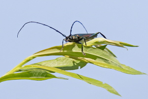 Moschusbock Moschusbock