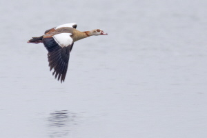 Nilgans Nilgans