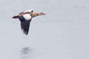 Nilgans