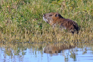 Nutria Nutria