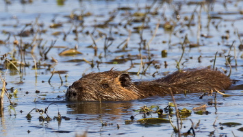 Nutria Nutria
